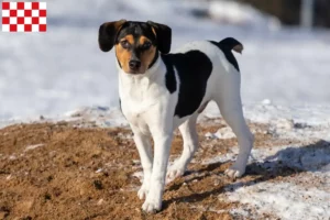 Lees meer over het artikel Deens-Zweedse boerenhondenfokkers en pups in Noord-Brabant