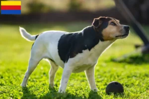 Lees meer over het artikel Deens-Zweedse Boerenhondenfokkers en puppies in Noord-Holland