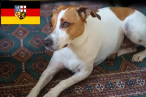 Lees meer over het artikel Deens-Zweedse Boerenhondenfokkers en puppies in Saarland