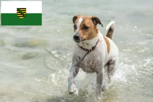 Lees meer over het artikel Deens-Zweedse boerenhondenfokkers en pups in Saksen