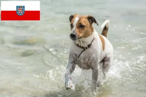 Lees meer over het artikel Deens-Zweedse boerenhondenfokkers en pups in Thüringen
