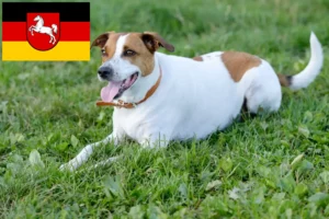 Lees meer over het artikel Deens-Zweedse boerenhondenfokkers en puppies in Nedersaksen