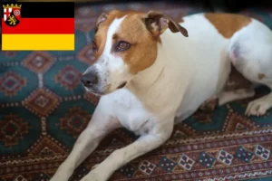 Lees meer over het artikel Deens-Zweedse boerenhondenfokkers en puppies in Rijnland-Palts