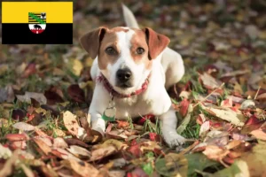 Lees meer over het artikel Deens-Zweedse boerenhondenfokkers en pups in Saksen-Anhalt