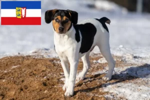 Lees meer over het artikel Deens-Zweedse Boerenhondenfokkers en puppies in Sleeswijk-Holstein