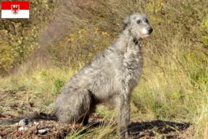 Lees meer over het artikel Deerhound fokkers en pups in Brandenburg