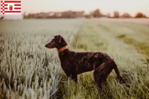 Lees meer over het artikel Deerhound fokkers en pups in Bremen