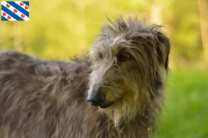 Lees meer over het artikel Deerhound fokkers en pups in Friesland