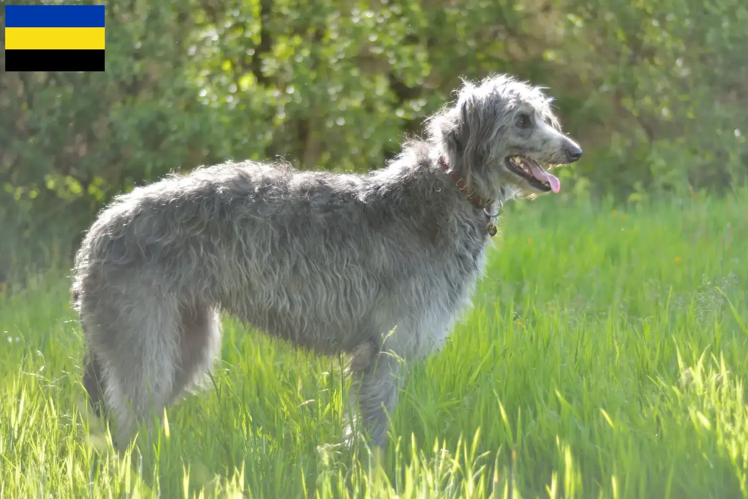 Deerhound puppies en fokkers Gelderland Vind hier Deerhounds fokkers in Gelderland.