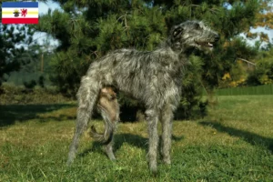 Lees meer over het artikel Deerhound fokkers en pups in Mecklenburg-Vorpommern