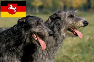 Lees meer over het artikel Deerhound fokkers en pups in Nedersaksen