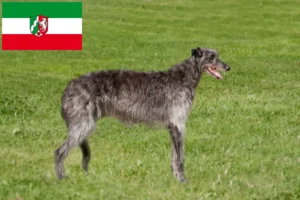 Lees meer over het artikel Deerhound fokkers en pups in Noordrijn-Westfalen