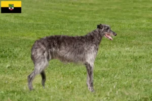 Lees meer over het artikel Deerhondenfokkers en puppies in Saksen-Anhalt