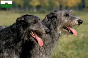 Lees meer over het artikel Deerhound fokkers en pups in Saksen