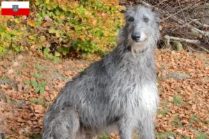 Lees meer over het artikel Deerhound fokkers en pups in Thüringen