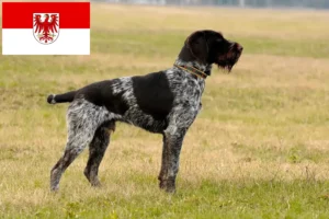 Lees meer over het artikel Duitse Drahthaar fokkers en pups in Brandenburg
