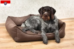 Lees meer over het artikel Duitse Drahthaar fokkers en pups in Hessen