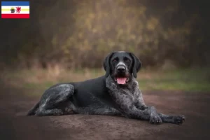Lees meer over het artikel Duitse Drahthaar fokkers en pups in Mecklenburg-Vorpommern