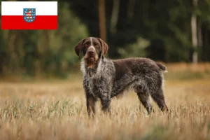 Lees meer over het artikel Duitse Drahthaar fokkers en pups in Thüringen