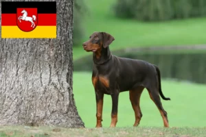 Lees meer over het artikel Dobermann fokkers en pups in Nedersaksen
