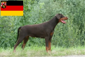 Lees meer over het artikel Dobermann fokkers en pups in Rijnland-Palts