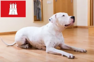 Lees meer over het artikel Dogo Argentino fokkers en pups in Hamburg