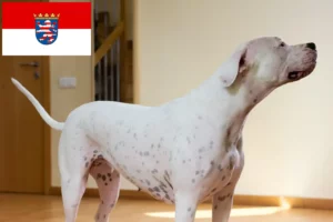 Lees meer over het artikel Dogo Argentino fokkers en pups in Hessen