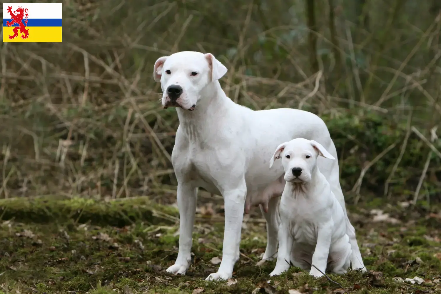 Dogo Argentino pups en fokkers Limburg Vind hier Dogo Argentinos fokkers in Limburg.