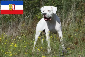 Lees meer over het artikel Dogo Argentino fokkers en pups in Sleeswijk-Holstein