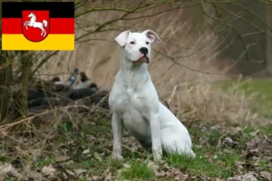 Lees meer over het artikel Dogo Argentino fokkers en pups in Nedersaksen