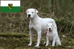 Lees meer over het artikel Dogo Argentino fokkers en pups in Saksen