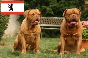 Lees meer over het artikel Dogue de Bordeaux fokkers en pups in Berlijn