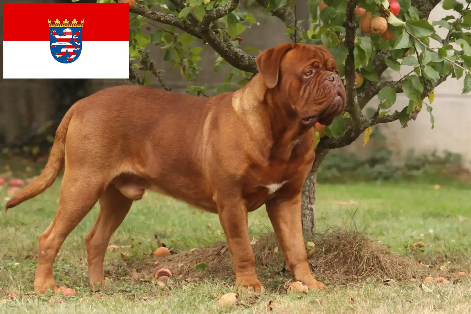 Dogue de Bordeaux pups en fokker Hessen Hier vind je Dogue de Bordeaux fokkers in Hessen.