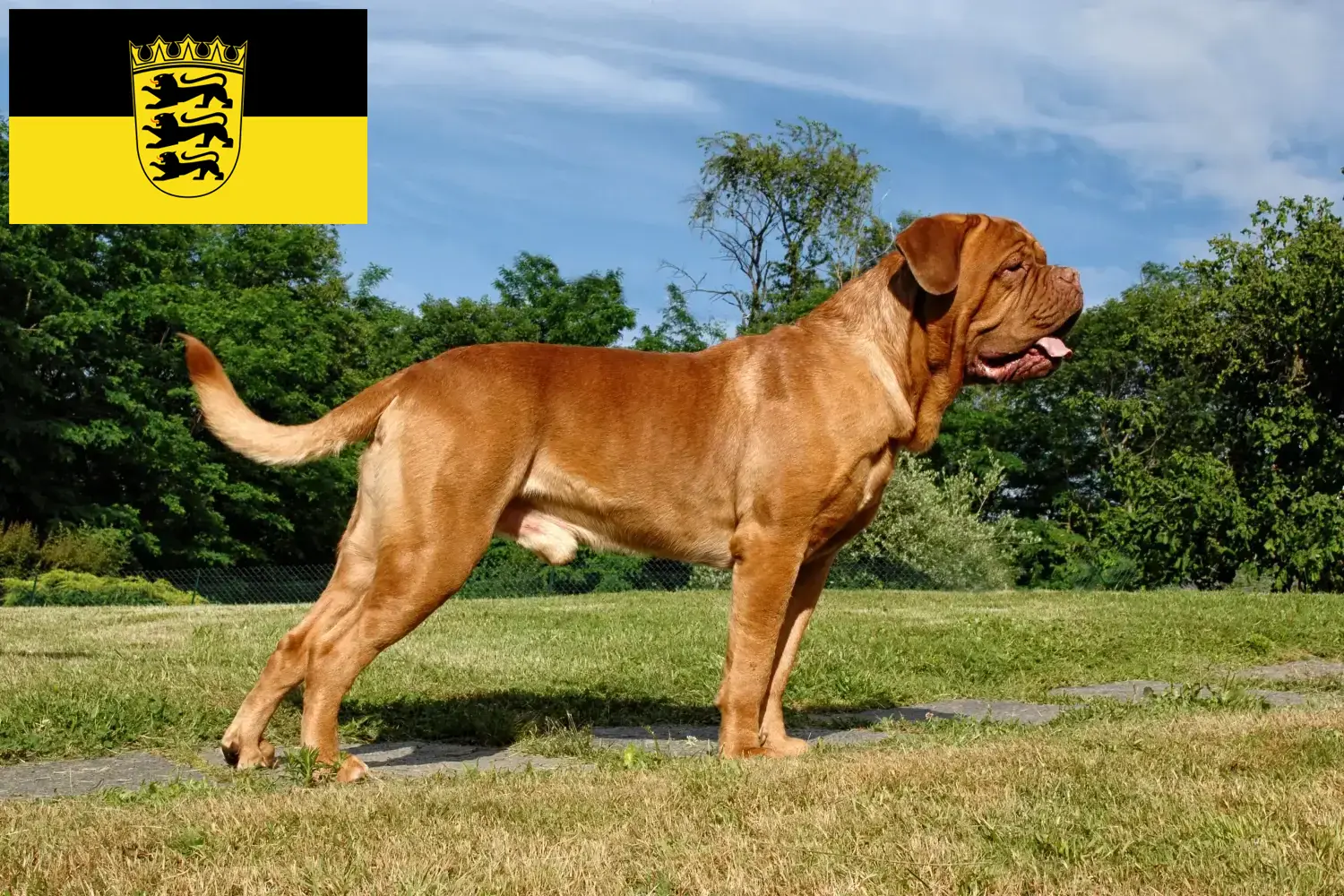 Dogue de Bordeaux pups en fokkers Baden-Württemberg Hier vind je Dogue de Bordeaux fokkers in Baden-Württemberg.