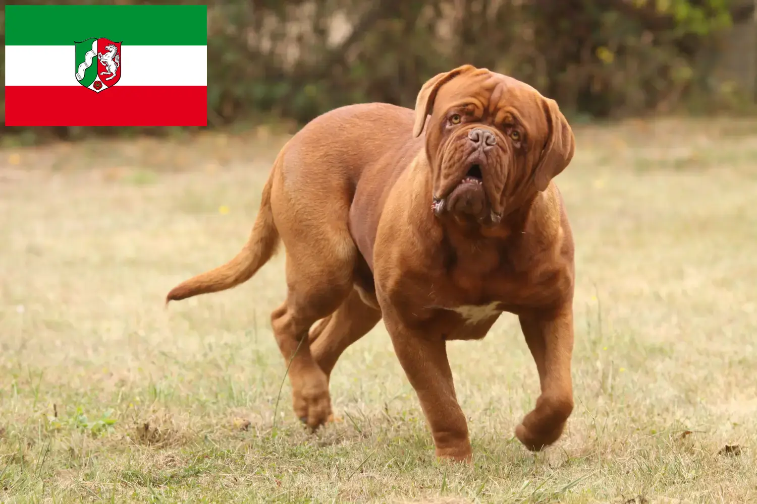 Lees meer over het artikel Dogue de Bordeaux-fokkers en pups in Noordrijn-Westfalen
