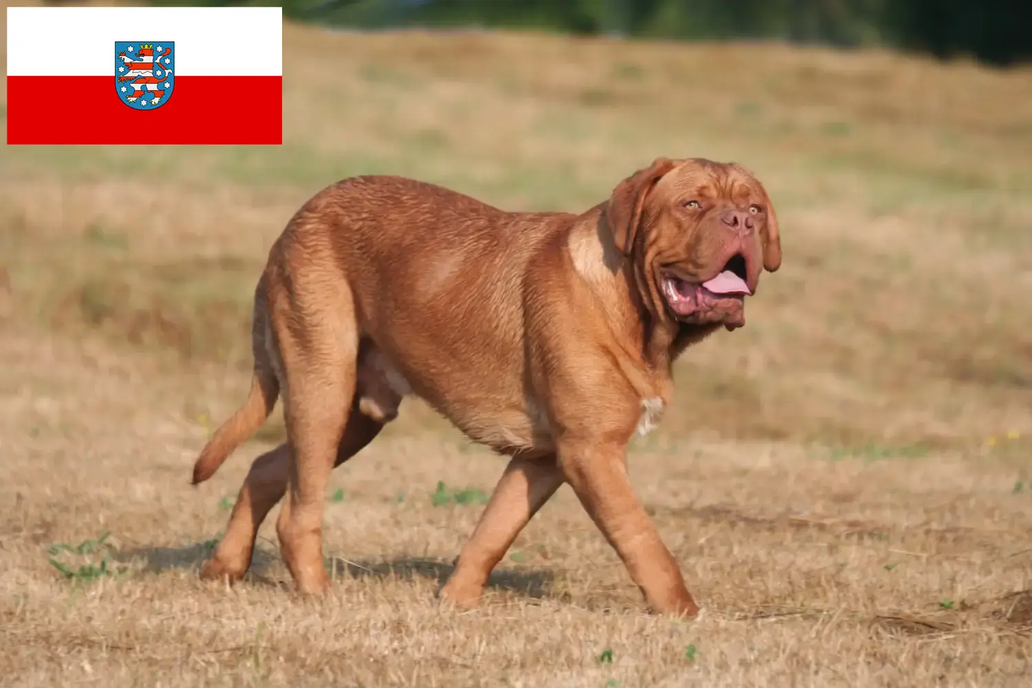Dogue de Bordeaux pups en fokker Thüringen Hier vind je Dogue de Bordeaux fokkers in Thüringen.