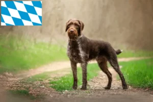 Lees meer over het artikel Duitse Drahthaar fokkers en pups in Beieren
