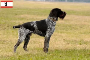 Lees meer over het artikel Duitse Drahthaar fokkers en pups in Berlijn