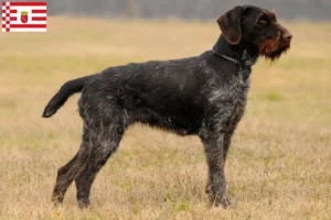 Lees meer over het artikel Duitse Drahthaar fokkers en pups in Bremen