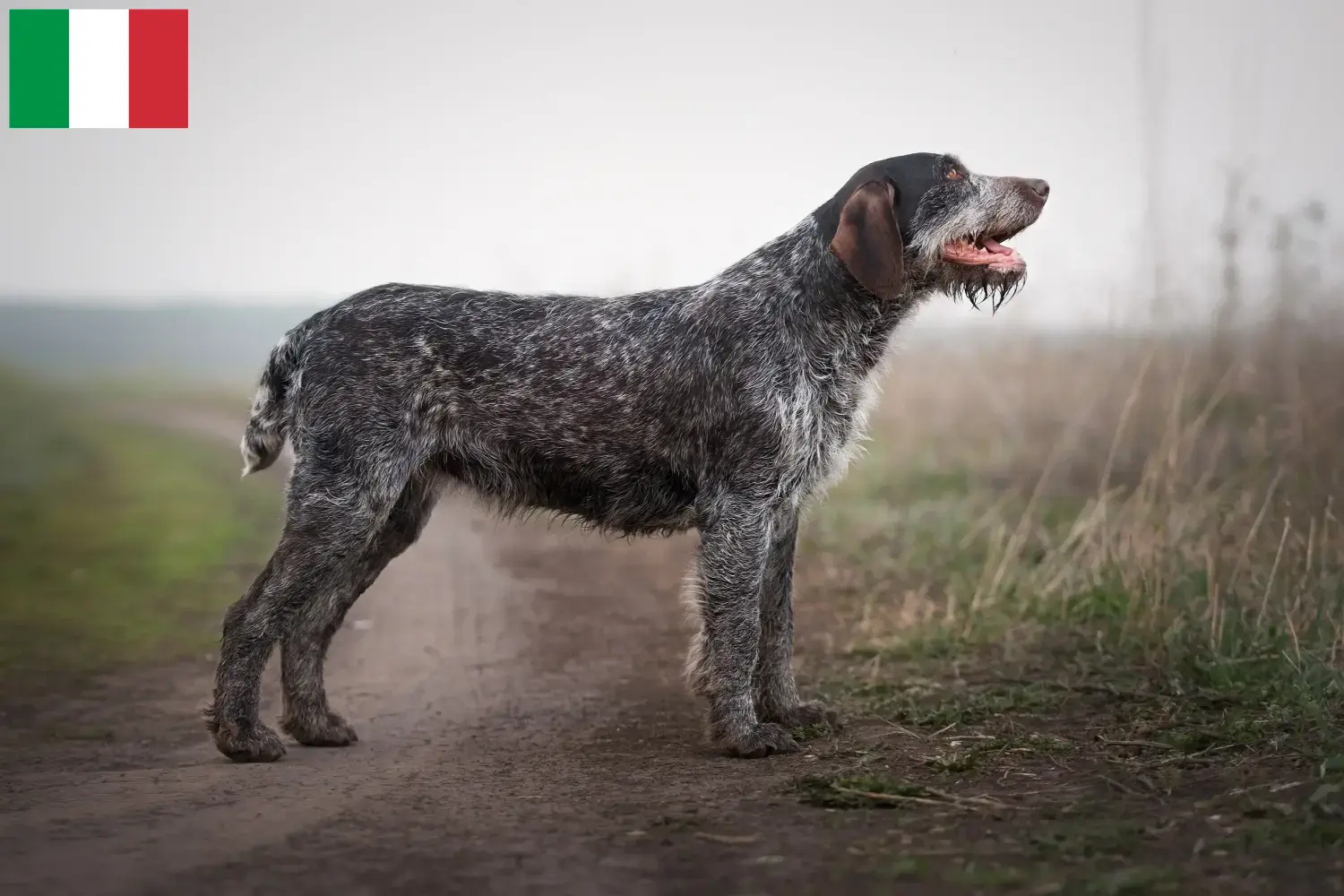 Lees meer over het artikel Duitse Draadhaar fokkers en puppies in Italië