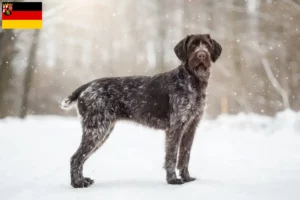 Lees meer over het artikel Duitse Drahthaar fokkers en pups in Rijnland-Palts