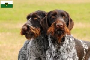 Lees meer over het artikel Duitse Drahthaar fokkers en pups in Saksen