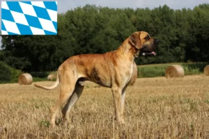 Lees meer over het artikel Duitse Doggen fokkers en pups in Beieren
