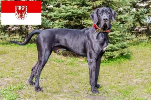 Lees meer over het artikel Duitse Doggen fokkers en pups in Brandenburg
