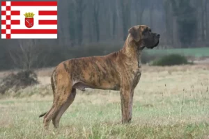 Lees meer over het artikel Duitse Dog fokker en pups in Bremen