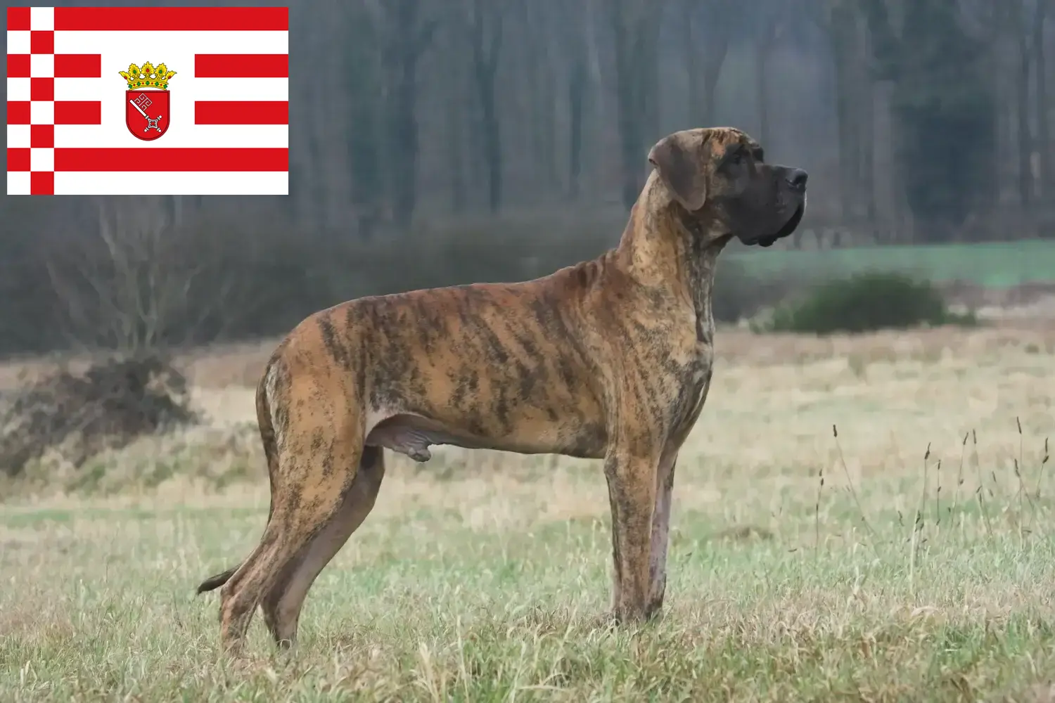 Duitse Dog puppy's en fokker Bremen Hier vind je fokkers van Duitse Doggen in Bremen.