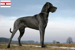 Lees meer over het artikel Duitse Doggen fokkers en pups in Drenthe