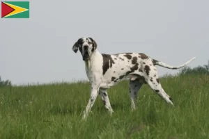 Lees meer over het artikel Duitse Dog fokkers en pups in Guyana