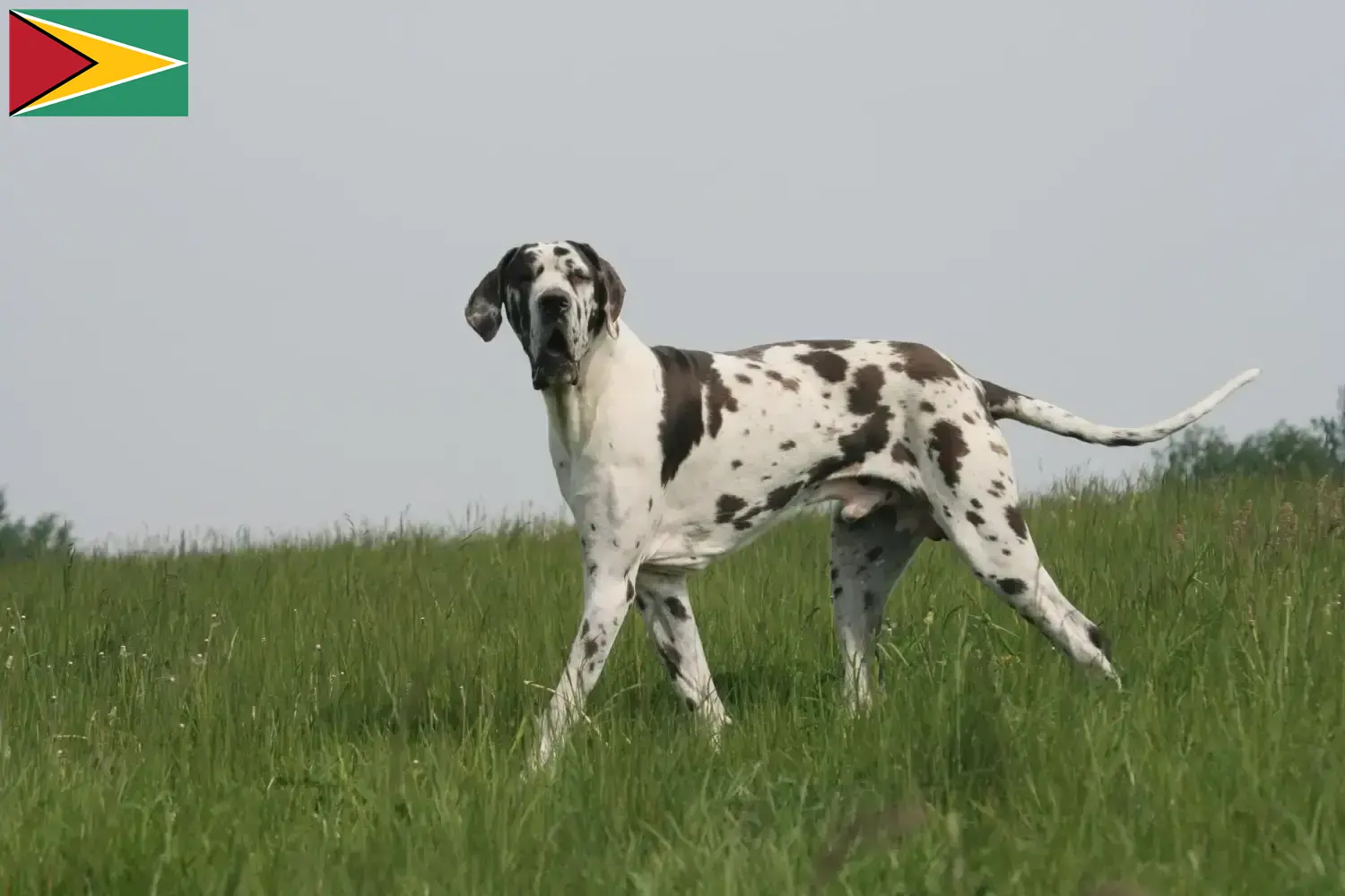 Lees meer over het artikel Duitse Dog fokkers en pups in Guyana
