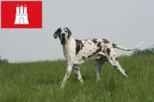 Lees meer over het artikel Duitse Dog fokker en pups in Hamburg
